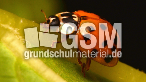 Asiatischer_Marienkäfer (10).jpg